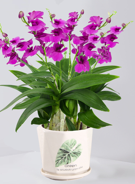 香水石斛兰盆栽带花室内花卉植物客厅办公桌面绿植好养活四季开花