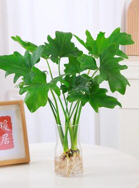 水培植物春羽盆栽蔓绿绒室内龟背竹春雨绿植常青绿萝好养办公桌面