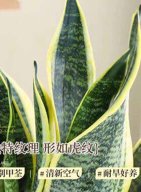金边虎皮兰盆栽办公室绿植室内净化空气招财懒人好养植物四季常青