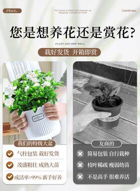 栀子花盆栽花卉植物室内水培绿植茉莉花四季好养活九里香树苗金钻