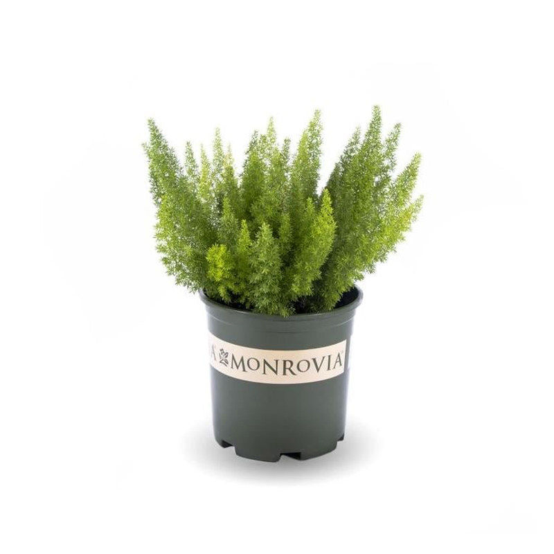 狐尾天门冬室内观赏绿植好养易活室内阳台绿植盆栽,淘宝优惠券,粉丝福利购,淘宝优惠卷