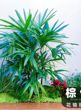 小叶金山棕竹大叶棕竹盆栽大型室内竹子耐寒观叶绿植花镜搭配植物