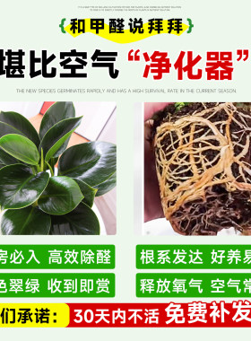 金钻盆栽除甲醛绿植绿萝室内植物花卉水培办公室桌面四季好养多肉