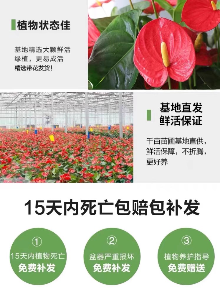 水培红掌白掌盆栽一帆风顺花卉植物室内好养绿植鸿运当头四季开花 - 图2