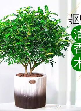 防蚊驱蚊正宗清香胡椒木盆栽花草卉室内外植物树苗盆景九里香绿植