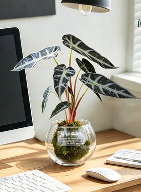 小仙女水培苔藓球盆栽室内桌摆INS观叶绿植大仙女海芋小清新摆件