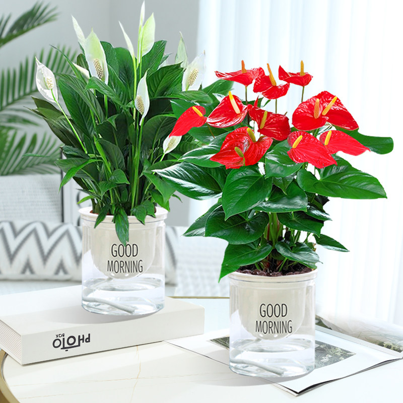 水培红掌白掌盆栽一帆风顺花卉植物室内好养绿植鸿运当头四季开花,淘宝优惠券,粉丝福利购,淘宝优惠卷
