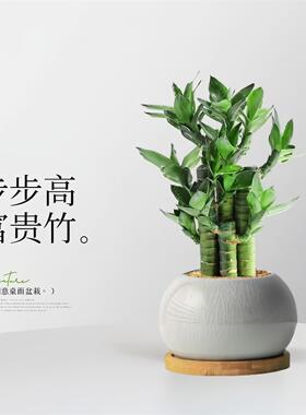 富贵竹盆栽室内桌面绿植文昌竹步步高含盆易养护办公室装饰植物
