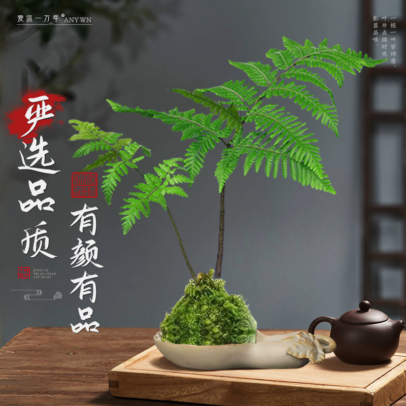 盆景植物红磷蕨类耐阴新球苔藓蕨蕨一叶禅意绿植盆栽中式室内水培,淘宝优惠券,粉丝福利购,淘宝优惠卷
