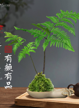 盆景植物红磷蕨类耐阴新球苔藓蕨蕨一叶禅意绿植盆栽中式室内水培