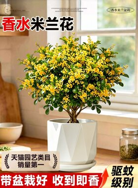 香水米兰花盆栽带花苞室内花卉绿植老桩树苗阳台植物好养易活盆景