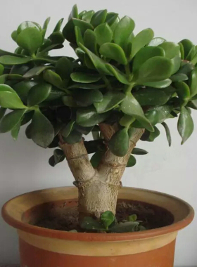 玉树盆栽苗老桩大叶玉树花植物多肉燕子掌室内客厅绿植花卉