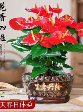 红掌盆栽带花大叶鸿运当头客厅旺宅好养花卉绿植物办公室内桌面小