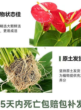白掌盆栽一帆风顺水培植物绿萝箩花卉绿植红掌吸除室内甲醛发财树