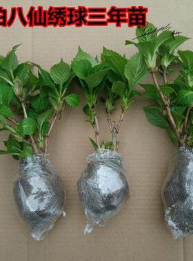绣球花苗盆栽无尽夏带花苞四季开花卉好养室内阳台庭院绿植物易活