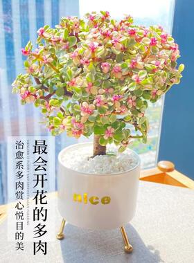 金枝玉叶盆栽老桩多肉肉植物好养水培绿植物花卉法师客厅小苗摆放