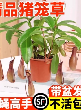猪笼草盆栽室内阳台客厅办公室桌面绿植花卉植物四季好养活