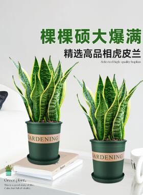 金边虎皮兰盆栽多肉易活水培植物绿植办公室内花卉大全客厅虎尾兰