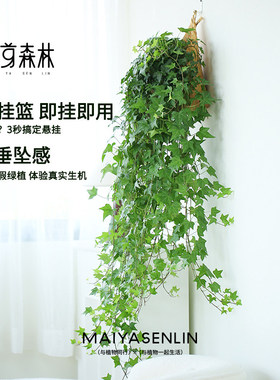 枫叶爆款丨常春藤爬藤垂吊绿植观叶春季精选四季生长常青枝条花园