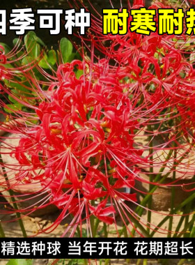 彼岸花种球曼珠沙华盆栽红花换锦石蒜大种球阳台花卉浓香晚香玉