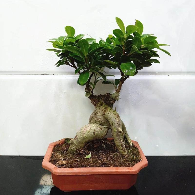 人参榕小叶榕四季常青耐寒榕树造型树桩盆景苗室内禅意盆栽绿植,淘宝优惠券,粉丝福利购,淘宝优惠卷