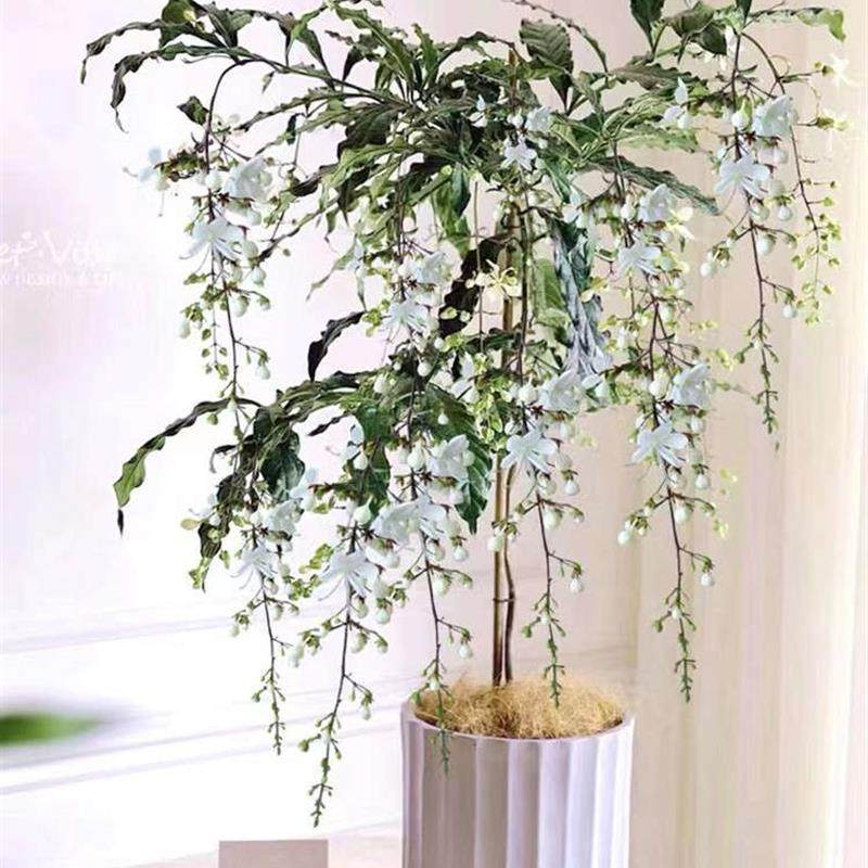 垂丝茉莉风车茉莉花盆栽进口垂吊带花苞大苗四季开花室内绿植好养,淘宝优惠券,粉丝福利购,淘宝优惠卷