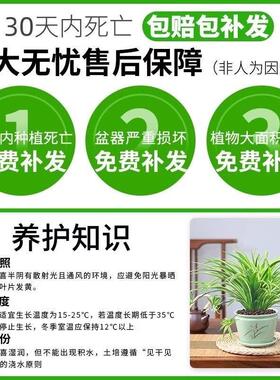 金边吊兰盆栽花卉植物室内垂吊阳台好养绿植四季常青水培净化空气