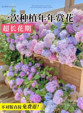 绣球花苗老桩大苗四季开花阳台带花无尽夏庭院耐寒树苗盆栽植物卉