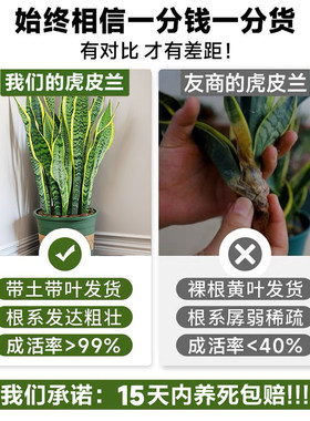 金边虎皮兰盆栽花卉多肉水培绿植物室内好养办公室四季常青虎尾兰