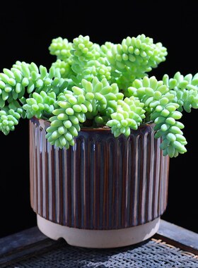 飘枝玉坠多肉植物新玉坠龙骨玉坠盆栽花卉绿植老桩阳台云南直发