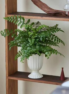 吉姆蕨盆栽蕨类植物懒人门口室内办公室电视柜旁边绿植好养活四季