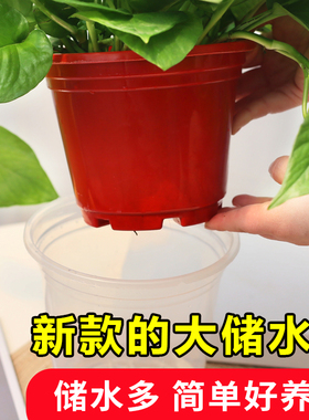 绿萝盆栽植物室内垂藤绿植办公室桌面四季好养小盆栽净化空气绿植