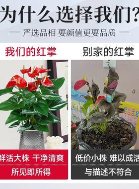 水培红掌大叶大花鸿运当头盆栽带花卉绿植物室内四季开花好养客厅