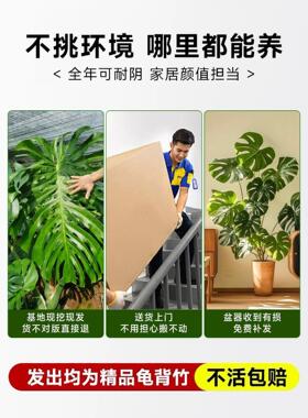 龟背竹盆栽大叶开背老桩客厅办公室内植物大型净化空气好养活绿植
