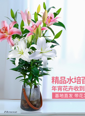 水培植物香水百合花盆栽带花苞室内好养客厅阳台花卉水养四季开花