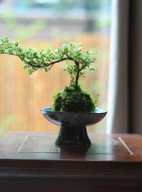 金边悬崖六月雪苔藓球绿植水培植物书房茶室桌面小盆栽植物摆件