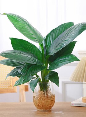 绿巨人水培植物盆栽万年青水养绿植玛丽安室内桌面花卉四季好养活