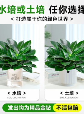 大盆金钻盆栽绿公主水培植物办公室内绿萝箩绿植多肉大叶植物除醛