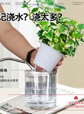 雪莹常春藤盆栽室内垂吊兰绿植四季好养长青藤办公室水培花卉植物