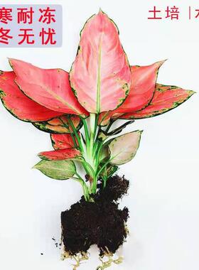 如意皇后吉利红盆栽办公室内小绿植懒人水培植物好养万年红