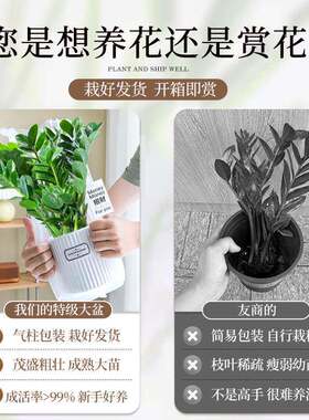 金钱树绿植钱串子室内办公室桌面招财盆栽四季好养摇钱树净化空气
