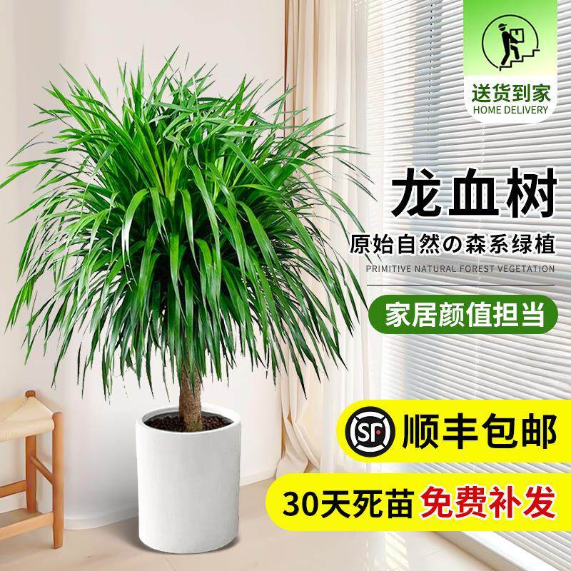龙须树盆栽大型客厅多头绿植办公室内龙血树造型小苗带土老桩盆景,淘宝优惠券,粉丝福利购,淘宝优惠卷