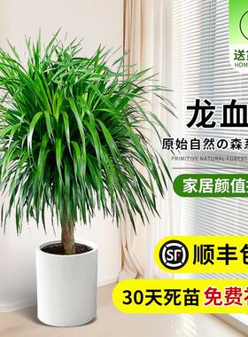 龙须树盆栽大型客厅多头绿植办公室内龙血树造型小苗带土老桩盆景