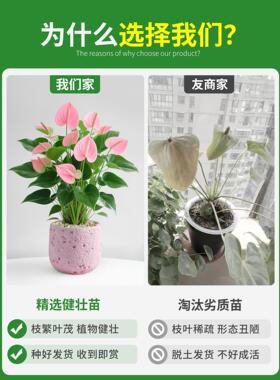 粉掌盆栽带花室内植物客厅办公室桌面绿植花卉盆景净化空气好养活