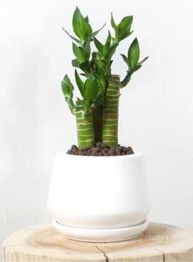 节节高富贵竹植物客厅招财小型盆栽办公室桌面摆件净化空气