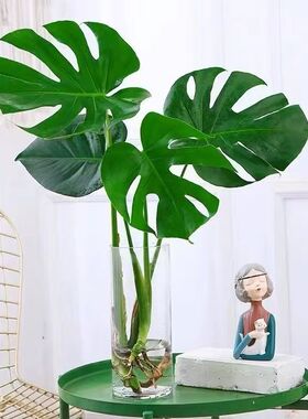 龟背竹适合懒人养的水培植物办公室内小盆栽客厅吸甲醛绿植好养活