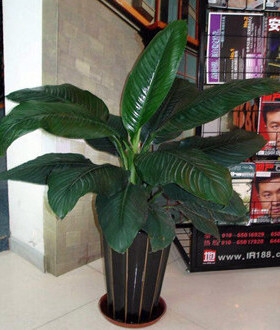 绿巨人 盆栽室内客厅大型盆景植物绿植万年青白掌大叶植物