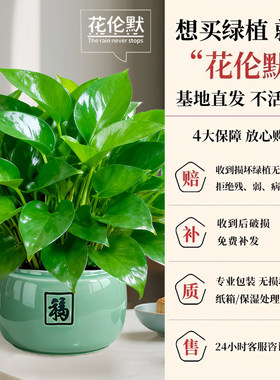 绿萝盆栽招财旺宅桌面盆景办公室绿植室内外客厅中式禅意四季植物