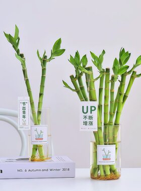 富贵竹水培植物观音竹开运转运竹绿植花卉盆栽室内好养发财树带根