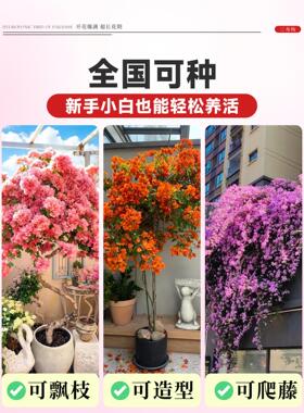 大型三角梅盆栽带花老桩高级感室内落地式花卉爬藤绿植物飘枝客厅